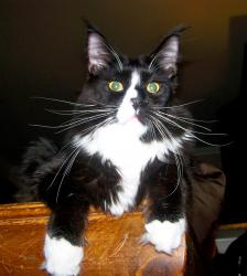 Maine Coon Rescue Maine Coon Rescue